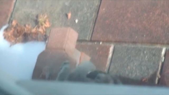 Frosty Feline Fun: Part 4 смотреть онлайн