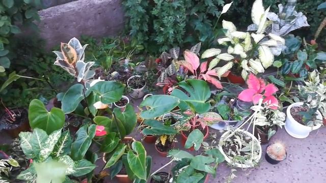 Что же делать ?????вынесли на обработку цветы на улицу, а тут начался ураган ??????