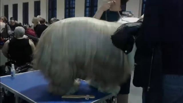 # 64 Выставка собак в Познани. смотреть онлайн