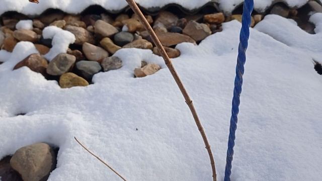 Обрезка метельчатых гортензий Грандифлора и Тардива смотреть онлайн