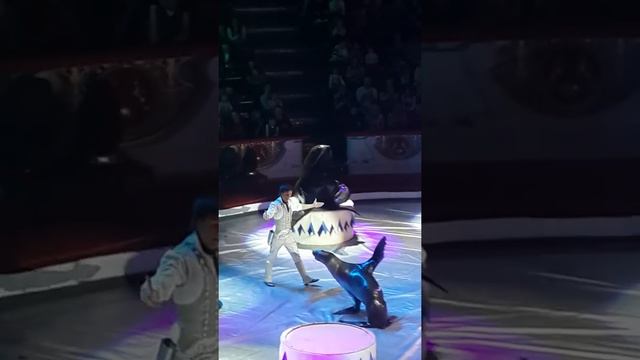 Морские львы зажигают смотреть онлайн