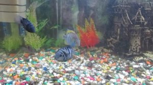 Цихлазома чернополосая. Содержание в аквариуме и совместимость.