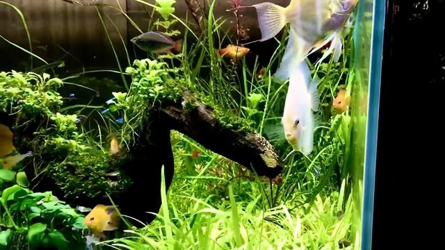 Дискусы отложили икру в общем аквариуме.Видео Phạm Văn Kiên смотреть онлайн