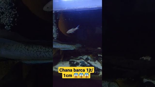 chana barca 1jt/1cm?? смотреть онлайн