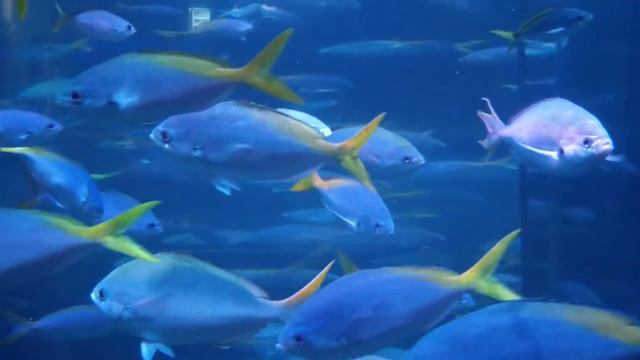 Цезио. Fusilier. смотреть онлайн