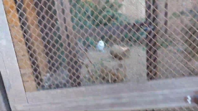 ПЕРМСКИЙ ЗООПАРК смотреть онлайн