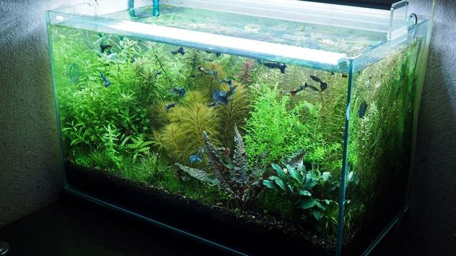 Настраиваем подачу СО2 в аквариуме