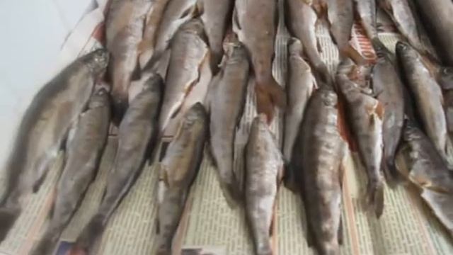 засолка хариуса и вяление смотреть онлайн