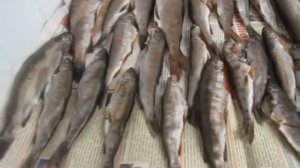 засолка хариуса и вяление