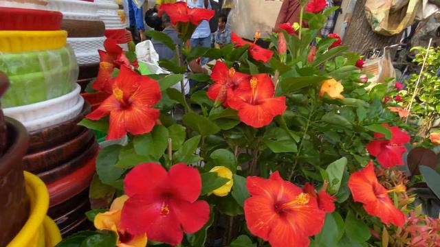 ADENIUM MANDEVILLA PETUNIA FLOWER PLANT PRICE| KOLKATA GALIFF STREET PLANT HAAT|Best Flowers Foreve смотреть онлайн