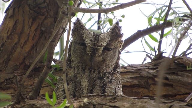 Cyprus Scops Owl, ( Otus Cyprius ) θουπί - Endemic To Cyprus
