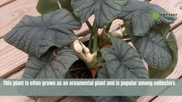 Alocasia Rugosa | Alocasia Melo | Giant Elephant Ear Plant смотреть онлайн