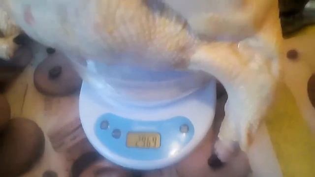 Тушка в 3 месяца бройлера КОББ 500 и мускусной утки. смотреть онлайн