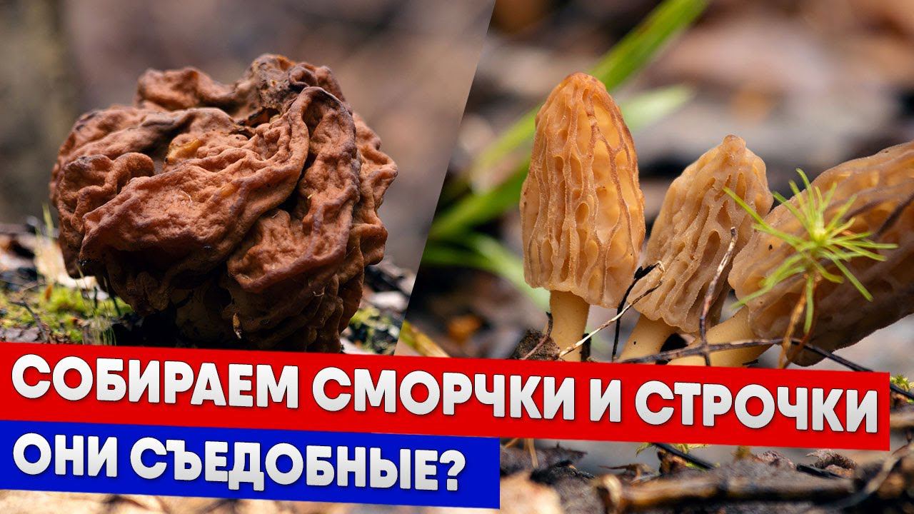 Собираем сморчки и строчки - Они съедобные?