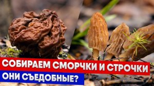 Собираем сморчки и строчки - Они съедобные?