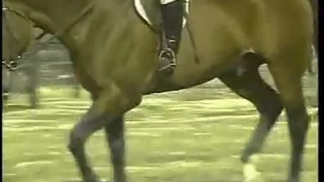 Gaits of Horses смотреть онлайн
