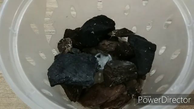 Орха phal. Corning violet посажена в кору пинии. смотреть онлайн