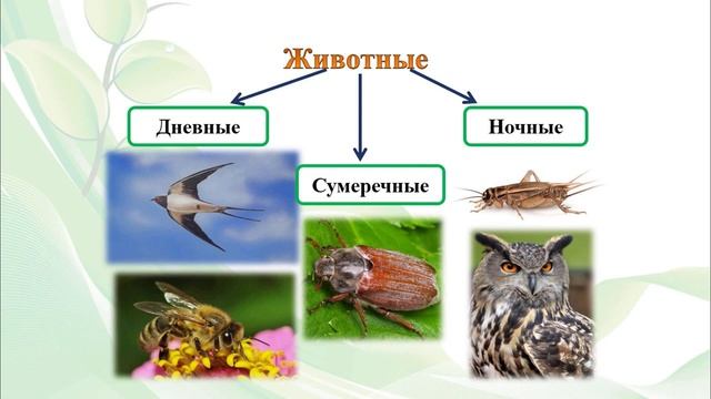 Тема 5. Свет в жизни организмов. Фотопериод и фотопериодизм смотреть онлайн