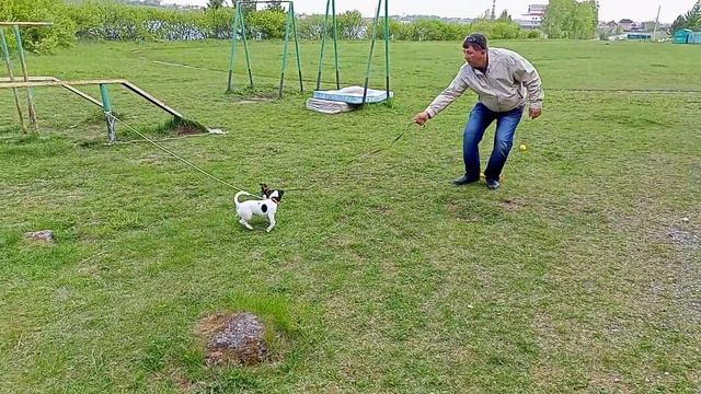 Дрессура собак. Город Реж Свердловской области. Стадион "Школьник". смотреть онлайн