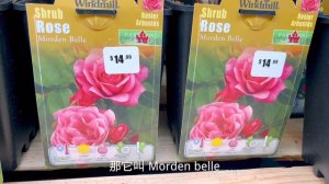 花期长，花量大，耐寒/耐热的玫瑰。Cherry Parfait Rose/ Morden Belle rose。【莎拉养花】