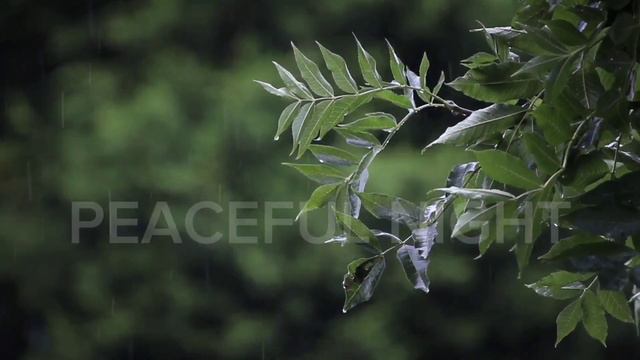A comfortable and peaceful sleep (3 hours) in the forest among the sounds of birds in the rain 🌜😴😴😴 смотреть онлайн