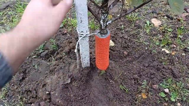 Утепляем молодые саженцы на зиму смотреть онлайн