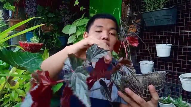 PAGTATANIM NG BLACK MAGIC BEGONIA AT PAGAALAGA NITO смотреть онлайн