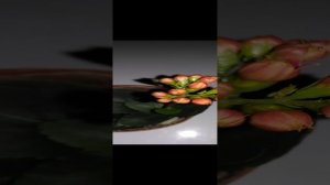 С международным женским днём!С праздником!