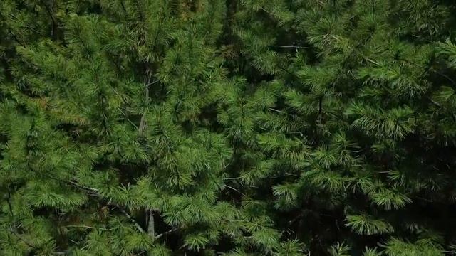 Лесообразующие породы РФ