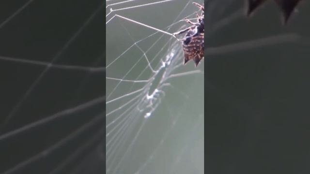 ПАУК Gasteracantha cancriformis ПЛЕТЕНИЕ 30СМ.ПАУТИНЫ #насекомые #паук смотреть онлайн