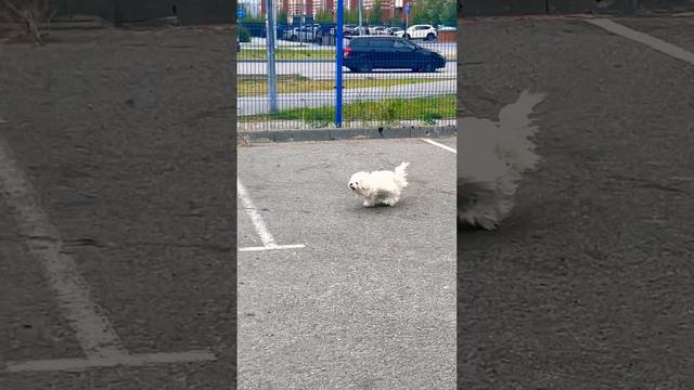 Осенние прогулки с пуделями #cat #dog #funny #мальтипу #пудель #рекомендации #собаки #тойпудель #то смотреть онлайн