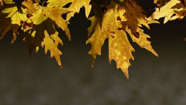 Прекрасная мелодия до слёз! Нежная музыка для души, жизни! Безумно Красивая музыка Сергей Грищук! # смотреть онлайн