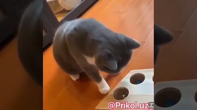 #как напугать кошек смотреть онлайн