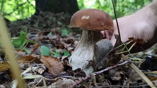 Грибна розвідка лісовими стежками. смотреть онлайн