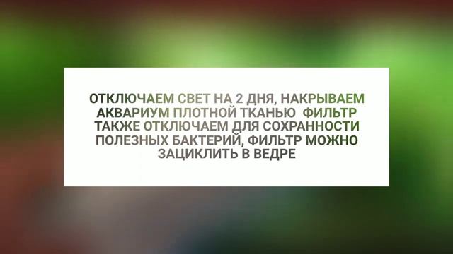 Борьба с сине-зелёными бактериями в аквариуме смотреть онлайн