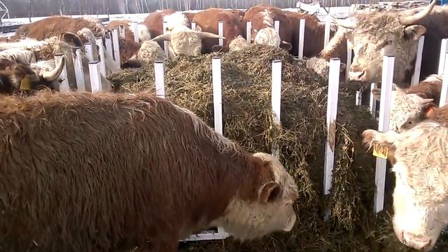 Новая кормушка в КФХ "Герефорд" смотреть онлайн
