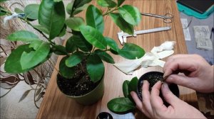 Как прививать комнатный лимон . Прививка лимона методом в расщеп.