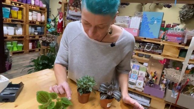 ПИЛЕЯ | 3 сорта во всей красе | Как правильно ухаживать за пилеей смотреть онлайн