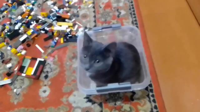 Наш кот любит сидеть в горшке 😀😀😀,и в любой другой ёмкости смотреть онлайн