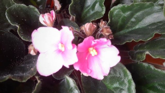 Наш фиалковый балкон our violet balcony смотреть онлайн