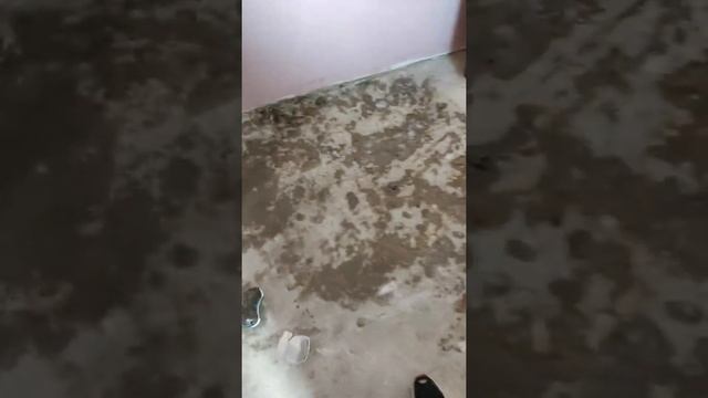 Удаление плесени в квартире Минск. Озонирование квартиры в Минске. Уборка после потопа Минск. смотреть онлайн