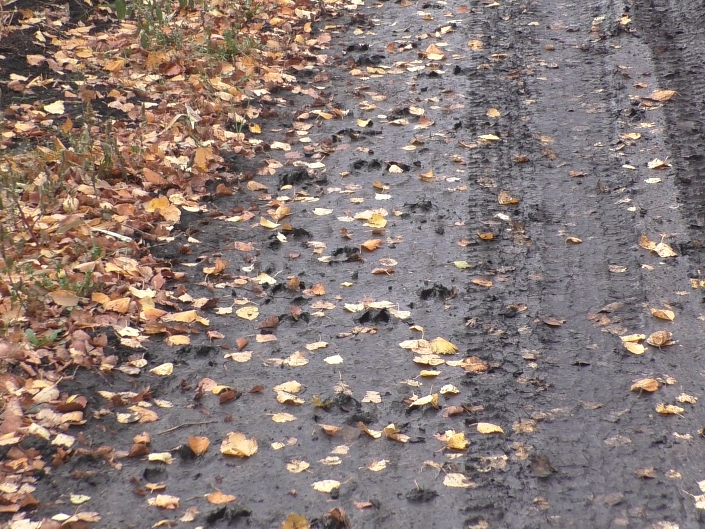 Охота на кабана с лайками в кукурузных полях. Hunting for wild boar with huskies in corn fields. смотреть онлайн
