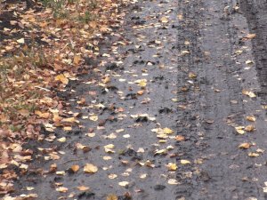 Охота на кабана с лайками в кукурузных полях. Hunting for wild boar with huskies in corn fields.