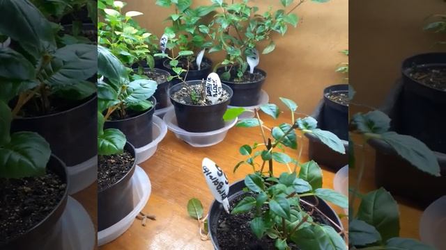 формирование куста фуксии смотреть онлайн