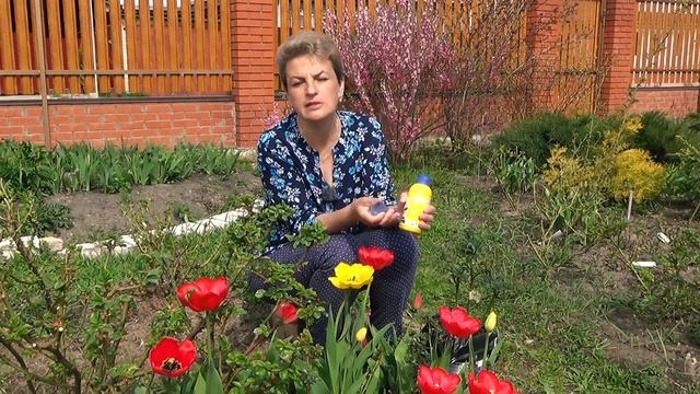 Чем подкормить розы для обильного цветения? Агрикола Аква для роз смотреть онлайн