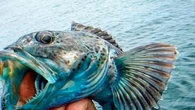 Эта НЕОБЫЧНАЯ РЫБА отращивает по 20 зубов в день смотреть онлайн