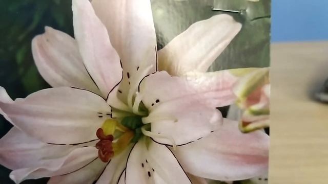 Лилии из Леруа Мерлен//Неприхотливые лилии для начинающих//Сорта лилий 2021 смотреть онлайн