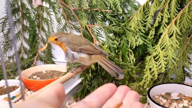 Чем кормить насекомоядных птиц, кормлю свою заряночку