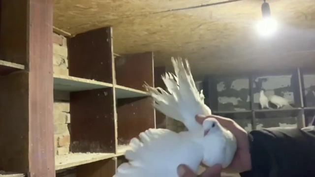 #Голуби.белые смотреть онлайн