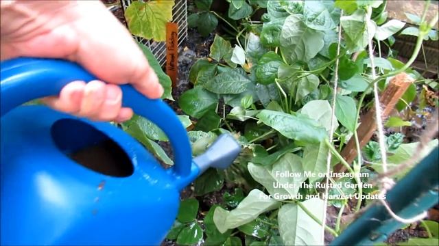 Garden Cucumber Care: Epsom Salts Recipe, Trellising, Feeding, Peppermint Spray, Diseases & Insects смотреть онлайн